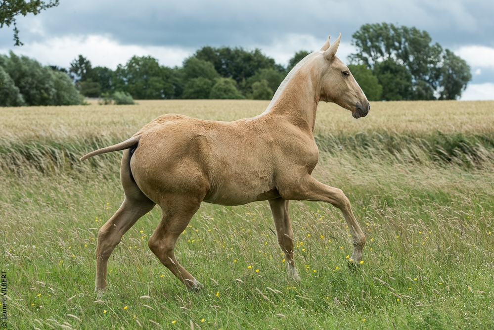 do Luar 20200705-0323