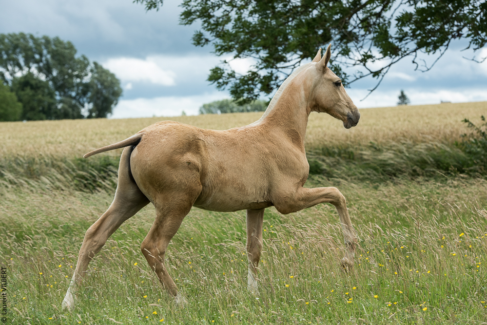 do Luar 20200705-0325
