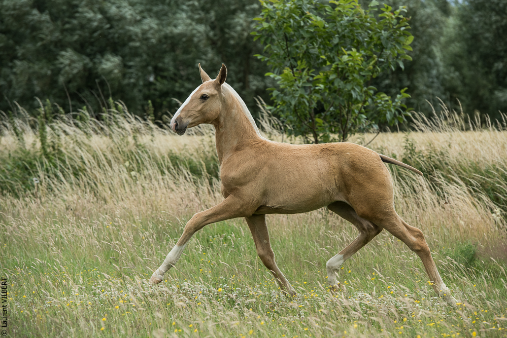 do Luar 20200705-0341