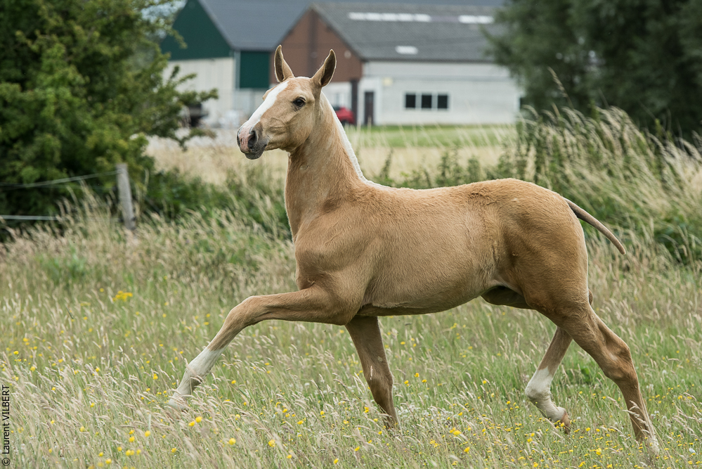 do Luar 20200705-0343