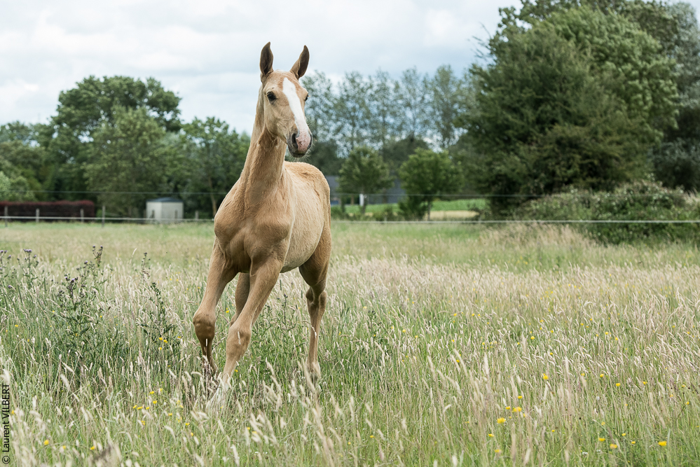 do Luar 20200705-0350