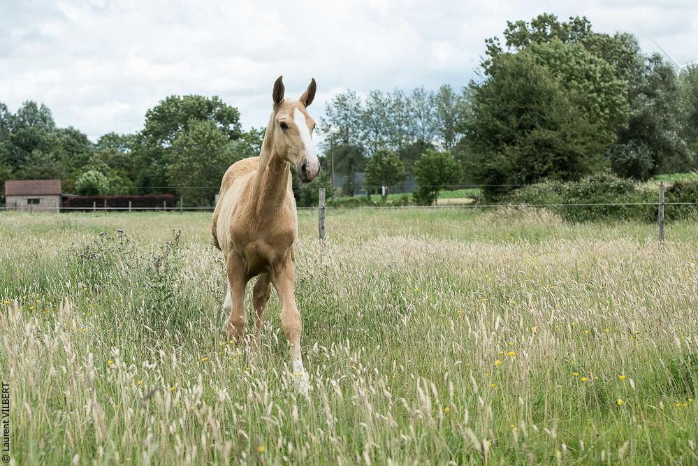 do Luar 20200705-0351