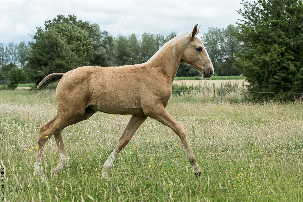 do Luar 20200705-0352