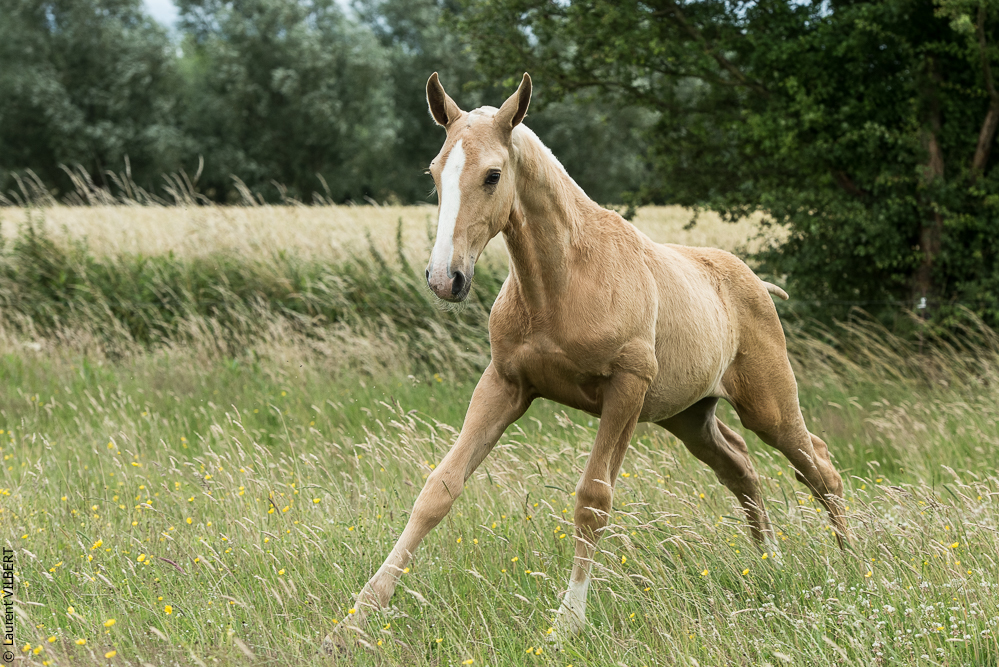 do Luar 20200705-0363