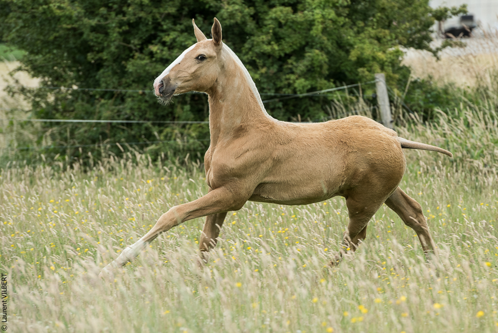 do Luar 20200705-0375