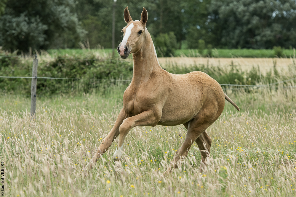 do Luar 20200705-0377