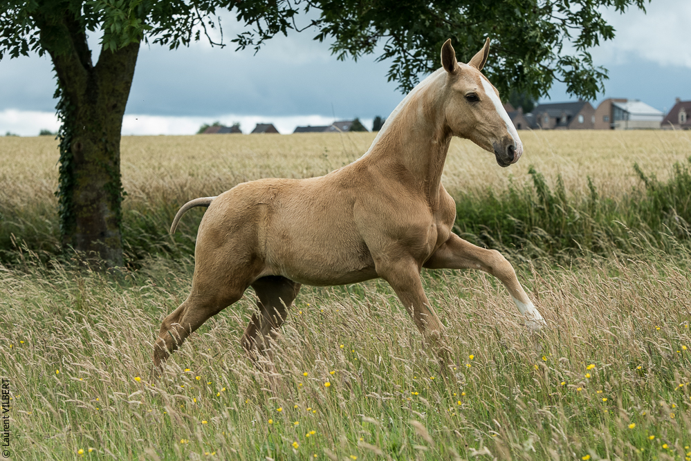 do Luar 20200705-0384