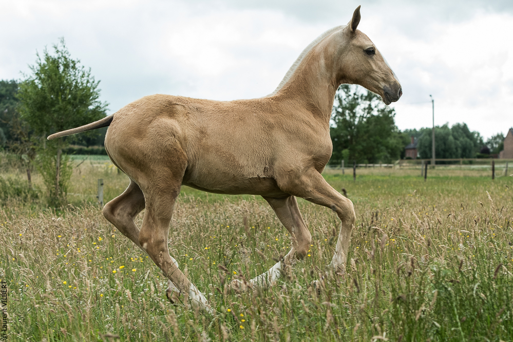 do Luar 20200705-0387