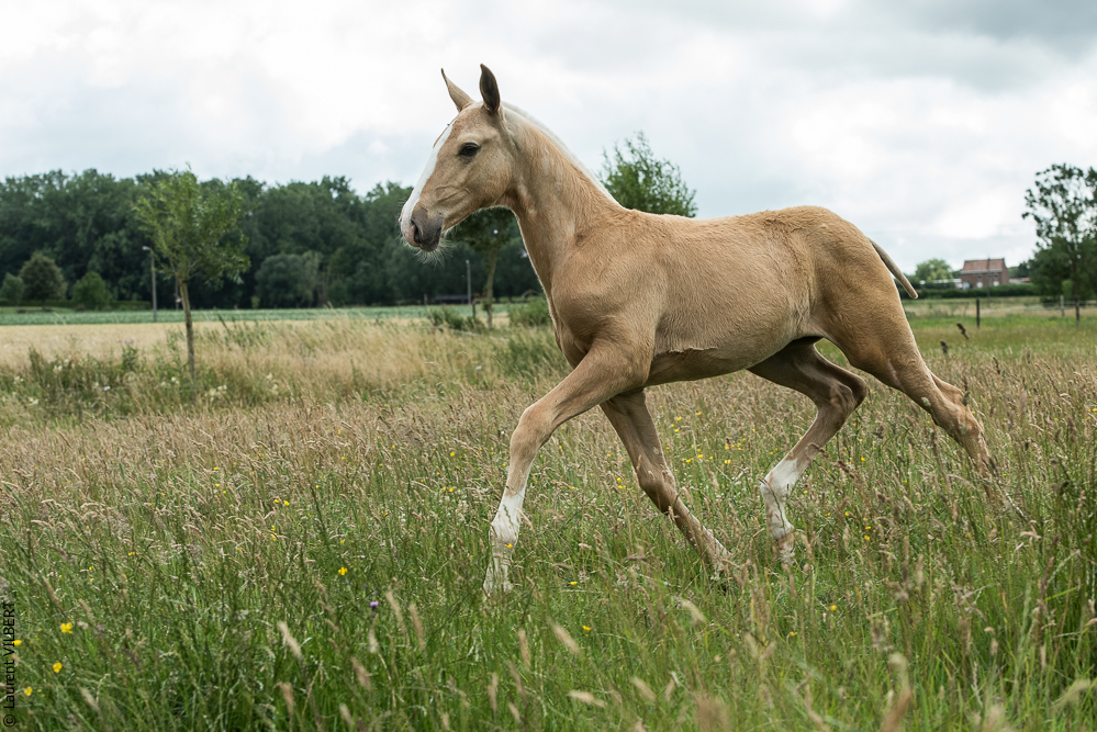 do Luar 20200705-0390