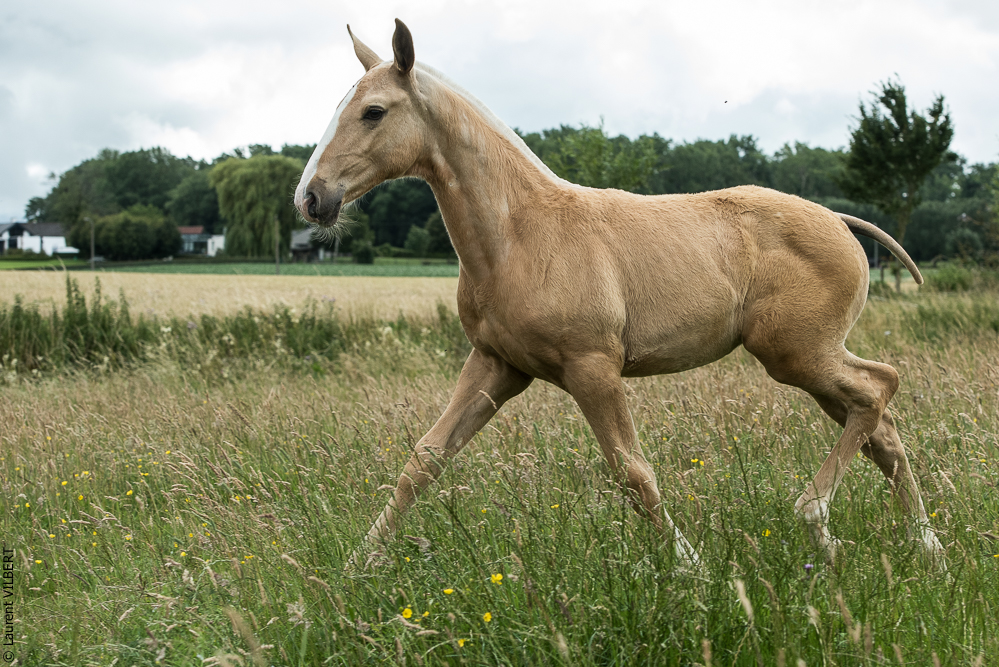 do Luar 20200705-0391