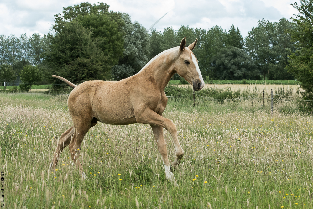 do Luar 20200705-0414