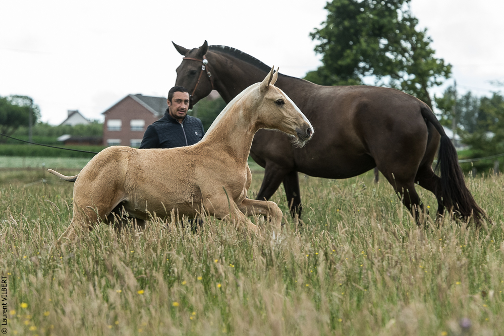 do Luar 20200705-0418