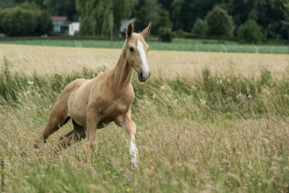 do Luar 20200705-0428