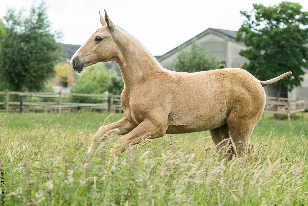 do Luar 20200705-0437