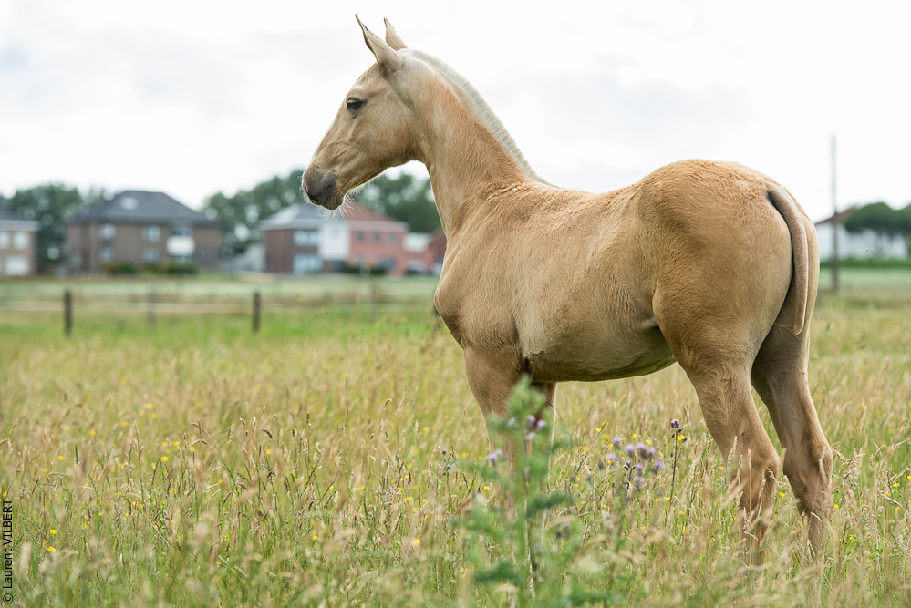 do Luar 20200705-0440