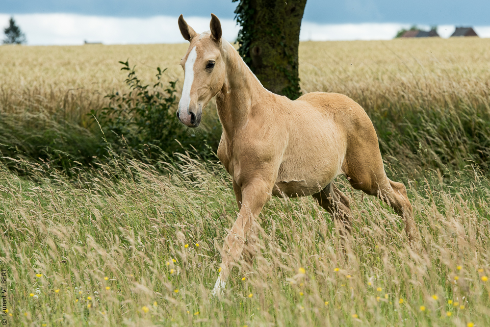 do Luar 20200705-0443