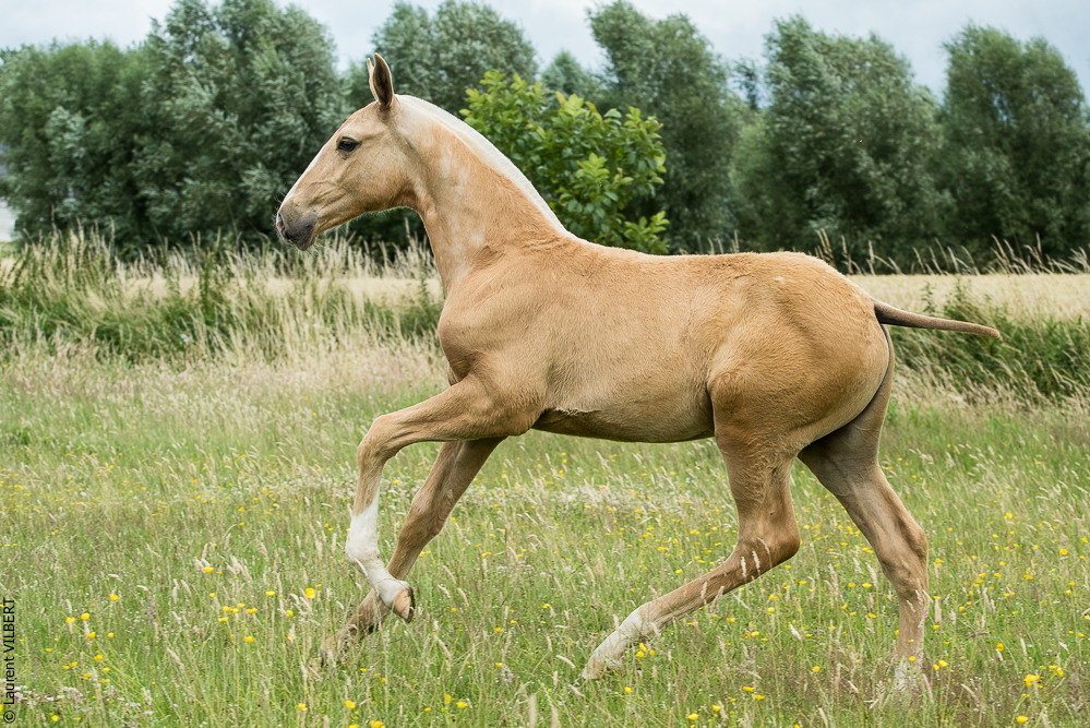 do Luar 20200705-0448