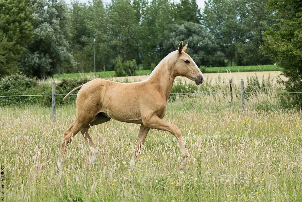 do Luar 20200705-0455