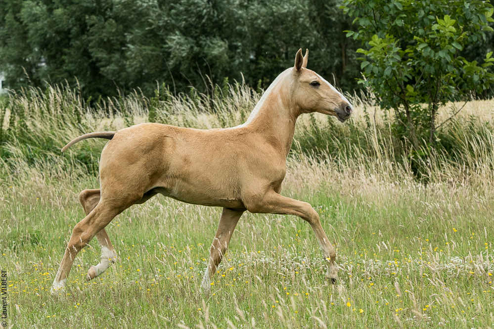 do Luar 20200705-0457