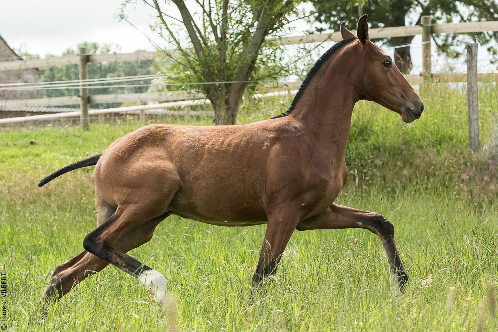 do Luar 20200705-0492