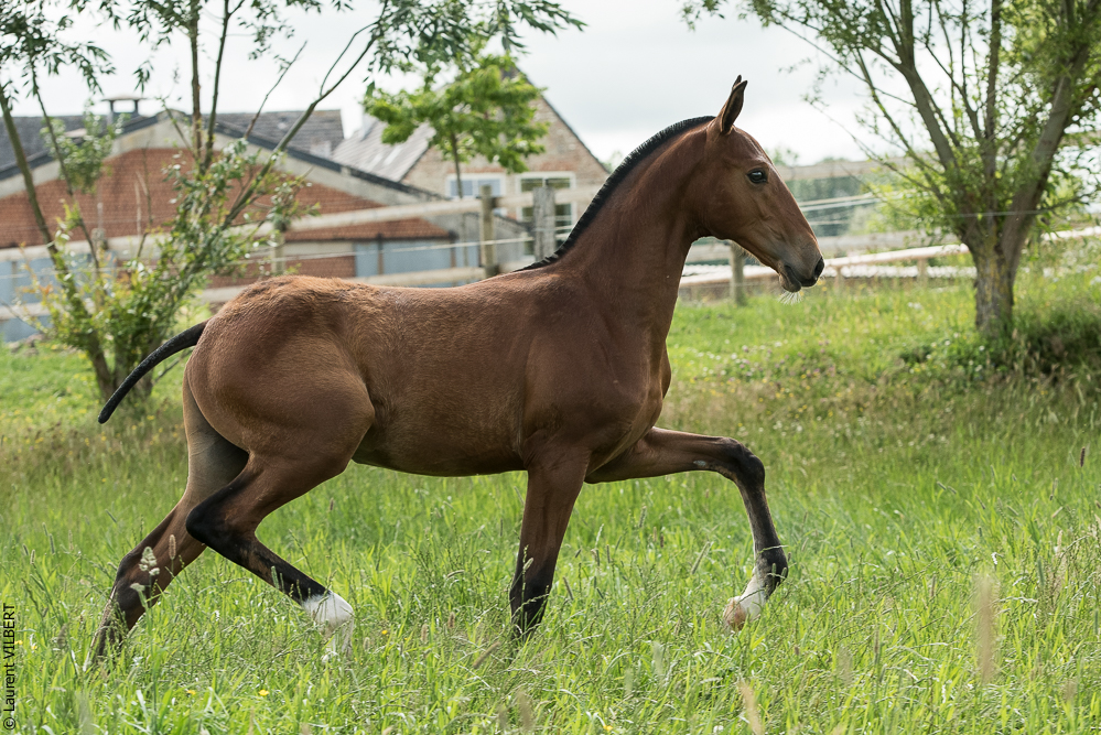 do Luar 20200705-0508