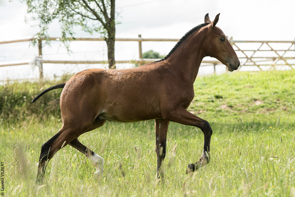 do Luar 20200705-0513