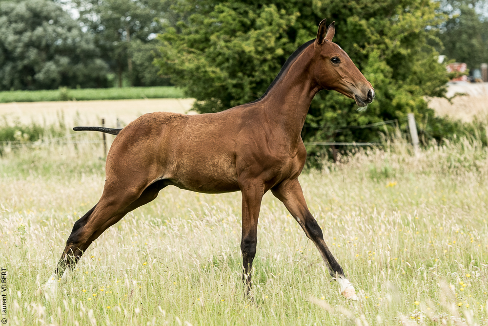 do Luar 20200705-0570