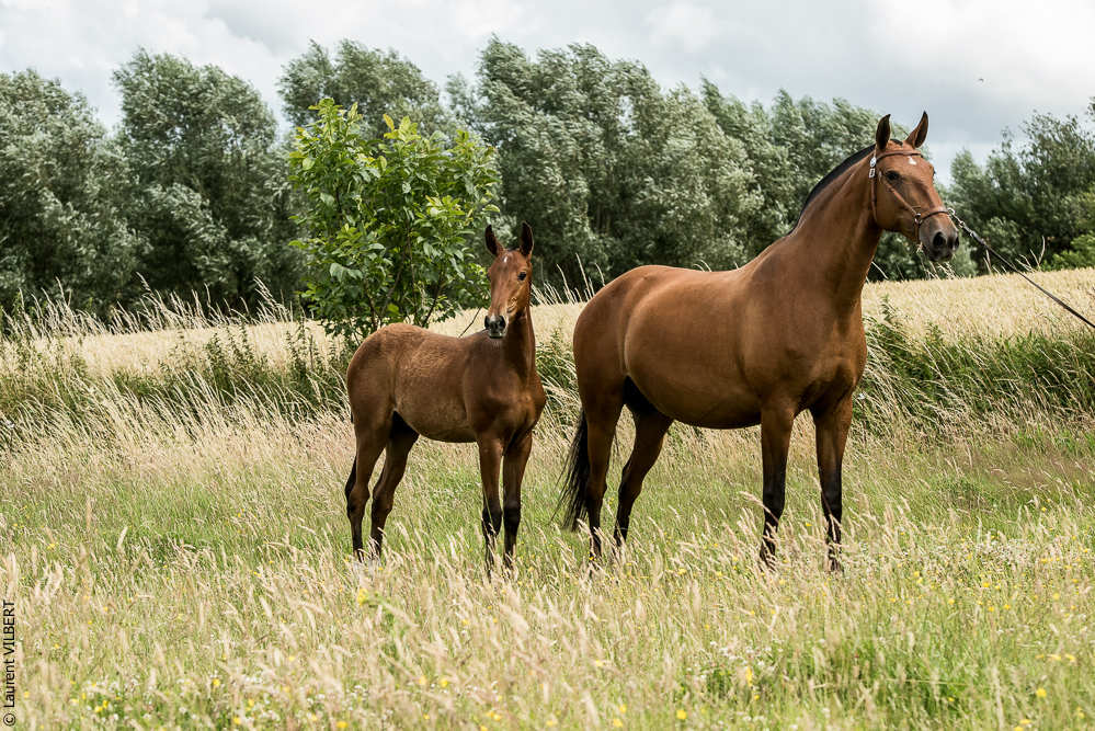 do Luar 20200705-0574
