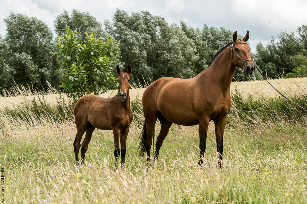 do Luar 20200705-0575