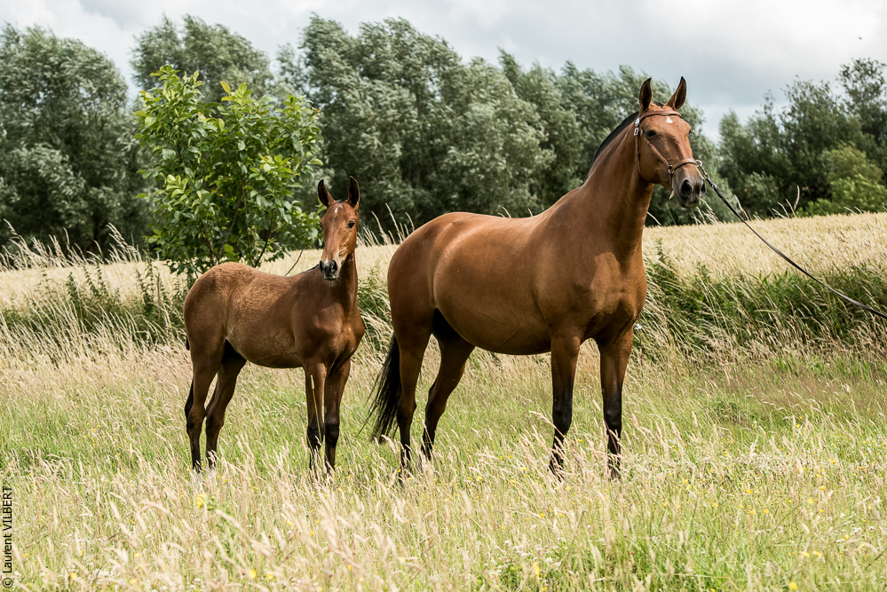 do Luar 20200705-0576