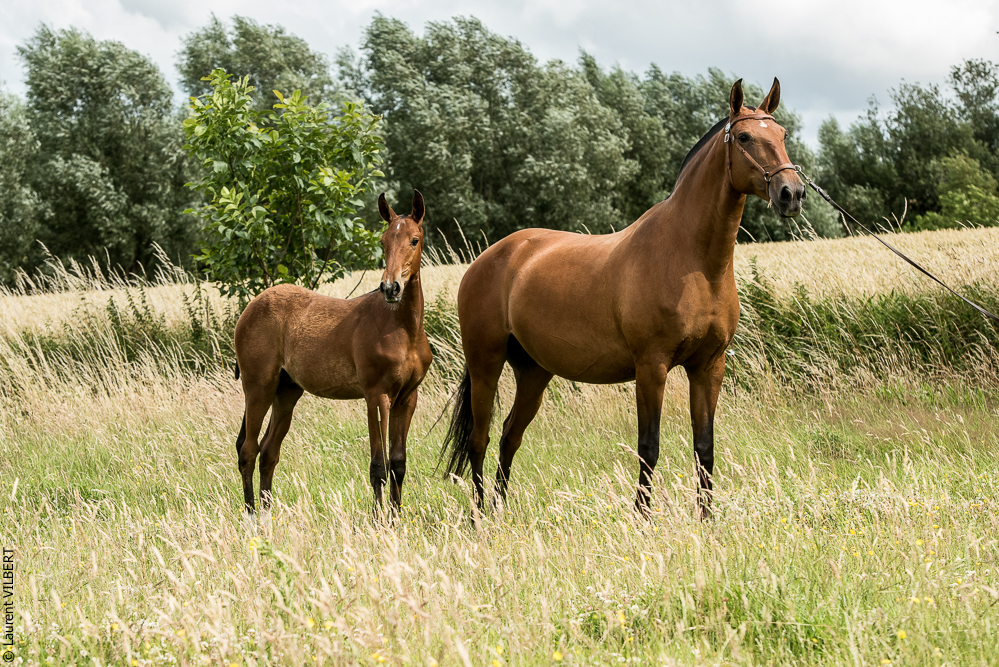 do Luar 20200705-0577