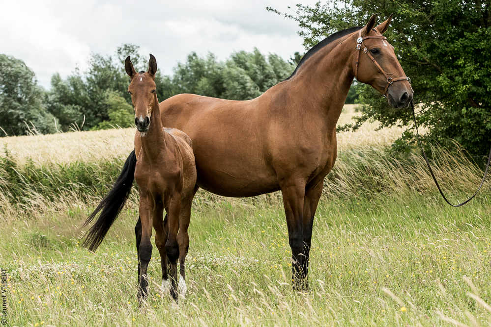 do Luar 20200705-0589