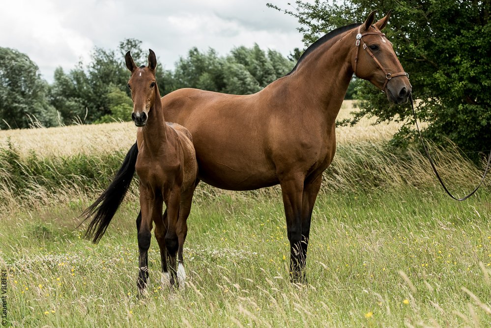 do Luar 20200705-0590