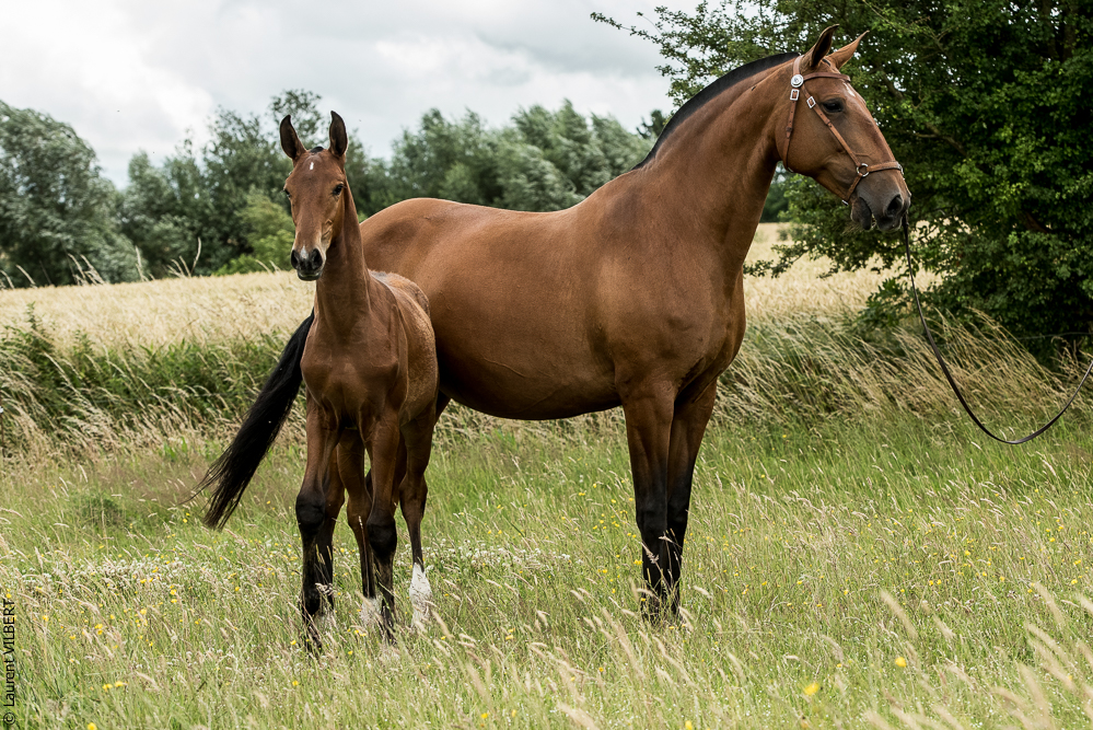 do Luar 20200705-0591