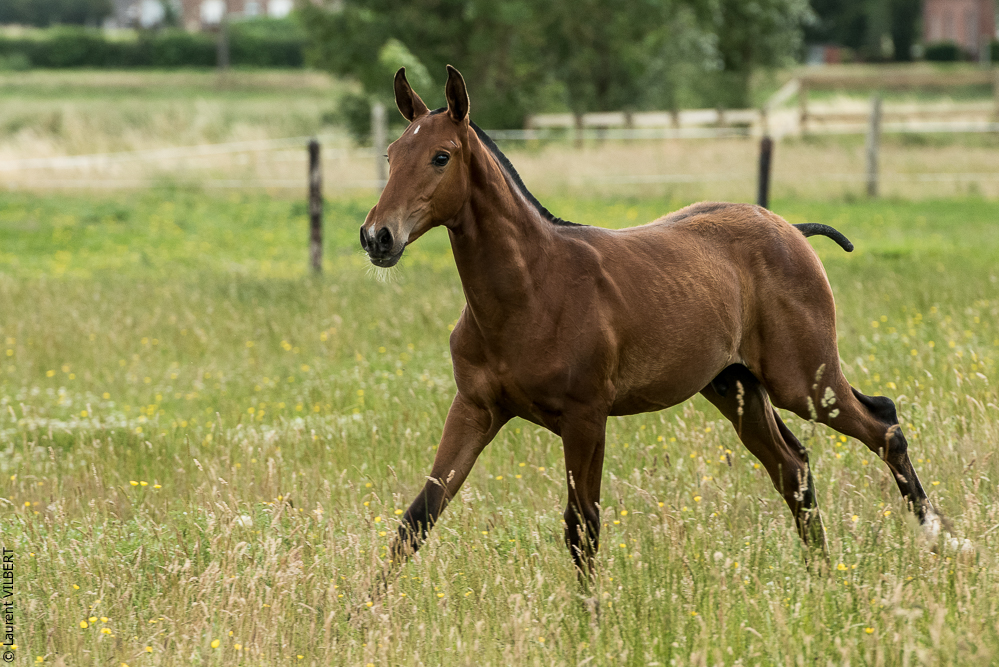 do Luar 20200705-0625