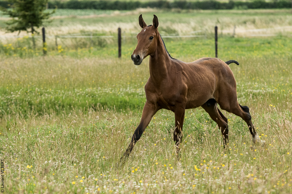 do Luar 20200705-0626