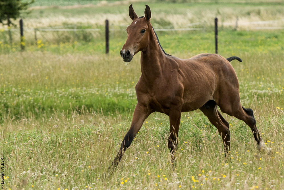 do Luar 20200705-0626