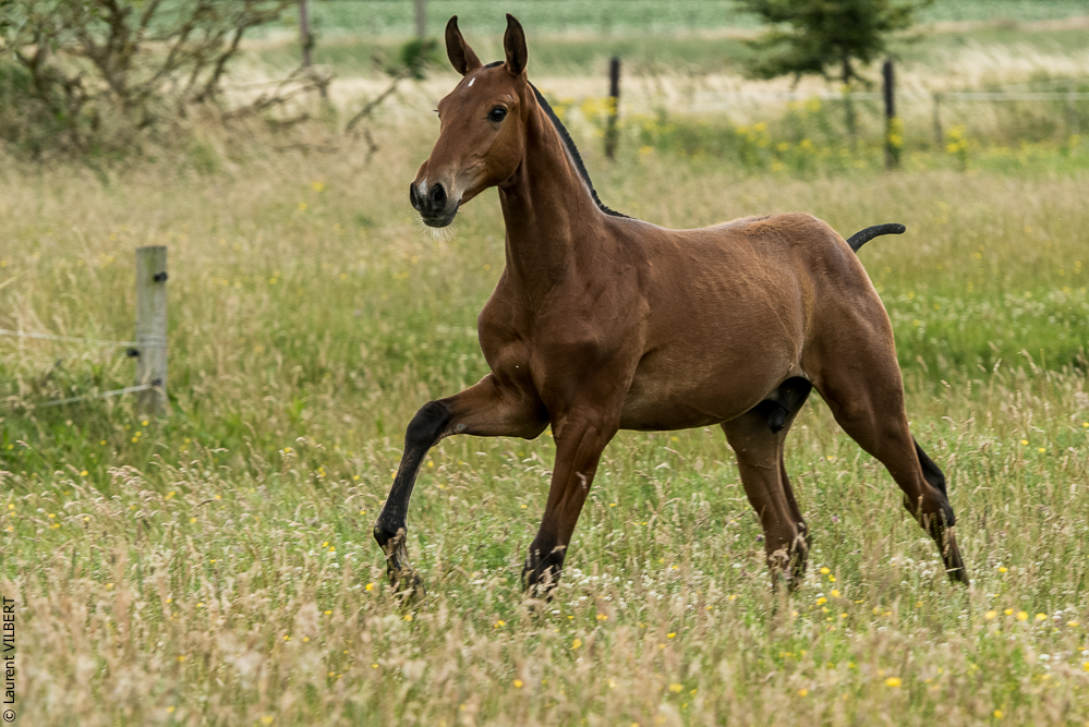 do Luar 20200705-0627