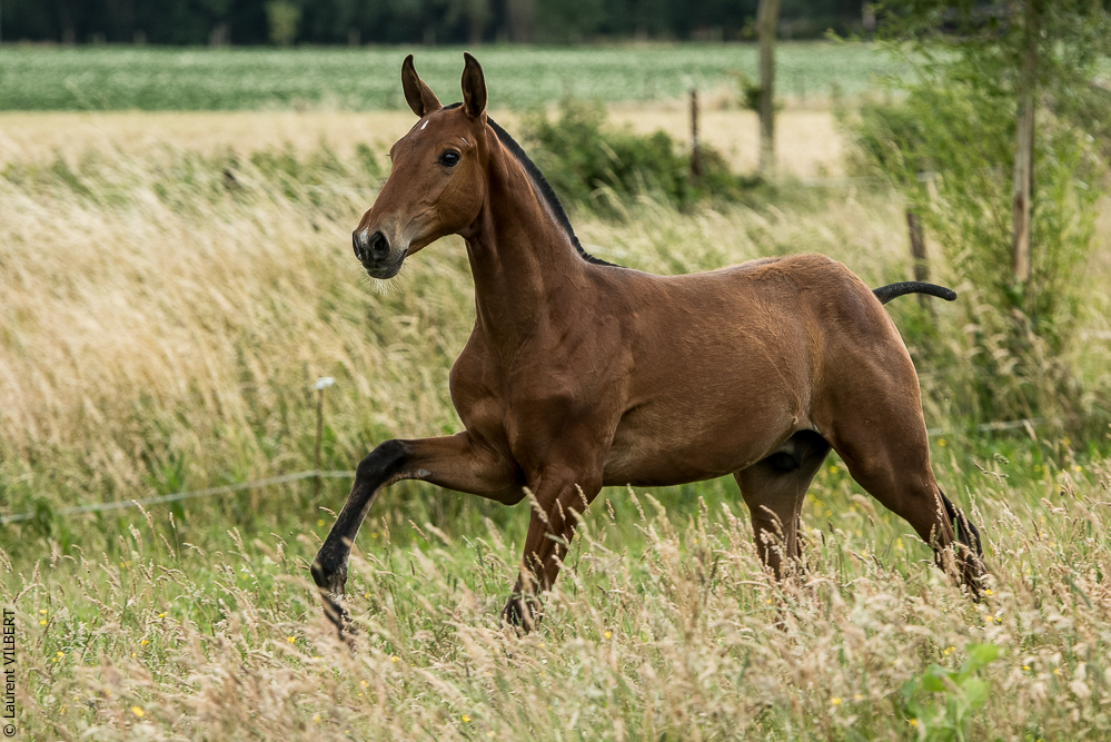 do Luar 20200705-0628