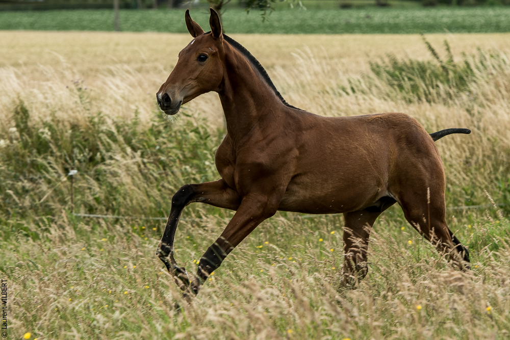 do Luar 20200705-0629