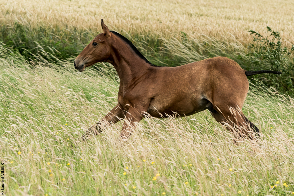 do Luar 20200705-0633