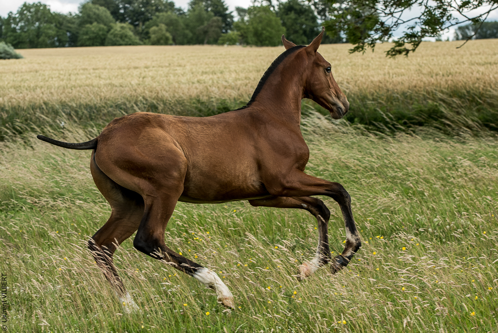 do Luar 20200705-0636
