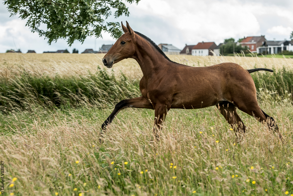 do Luar 20200705-0642