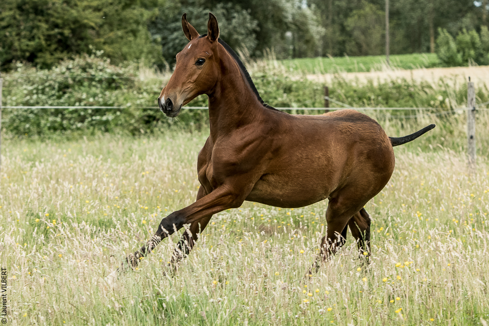 do Luar 20200705-0646