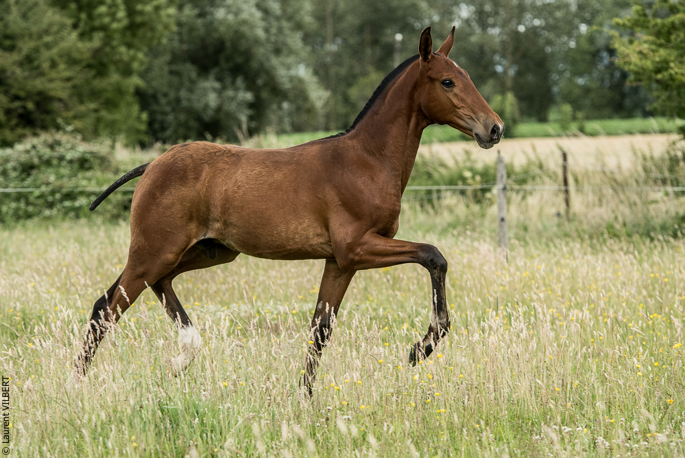 do Luar 20200705-0657