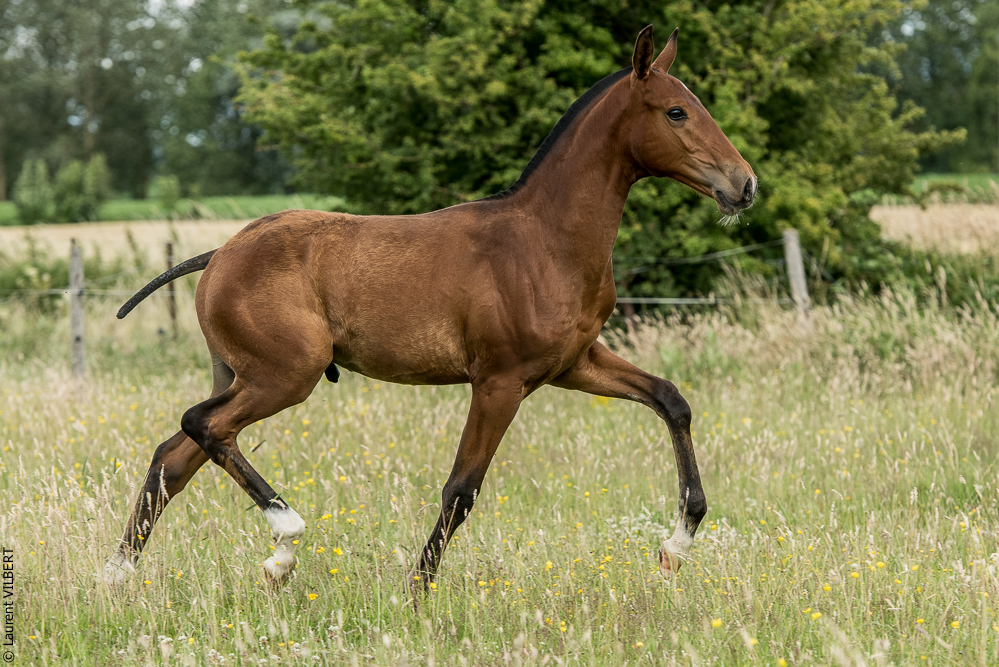 do Luar 20200705-0659