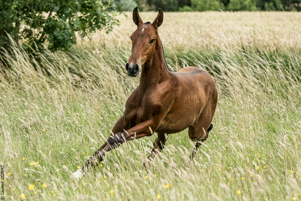 do Luar 20200705-0668