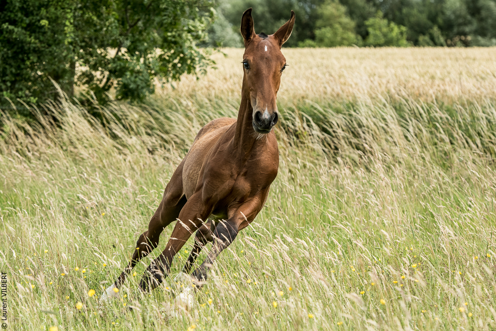 do Luar 20200705-0669