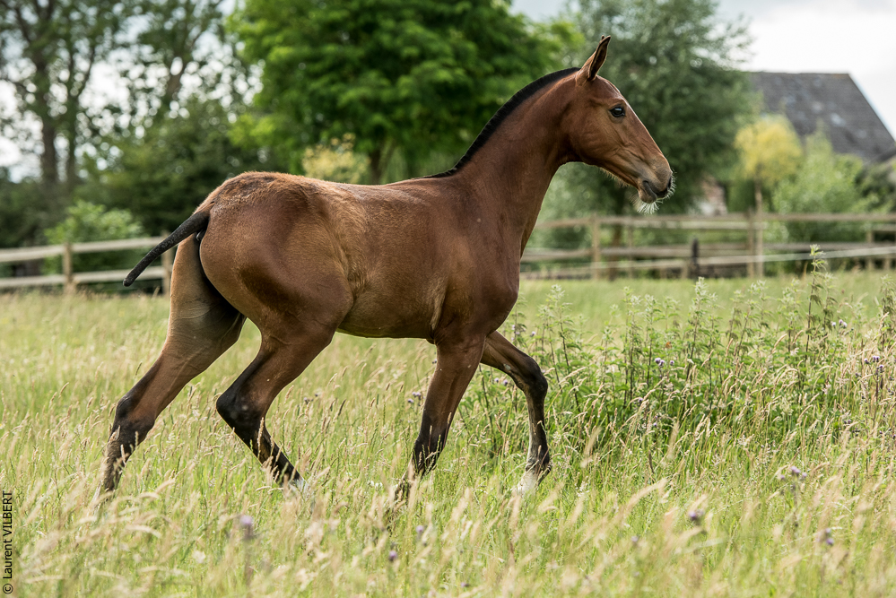 do Luar 20200705-0677