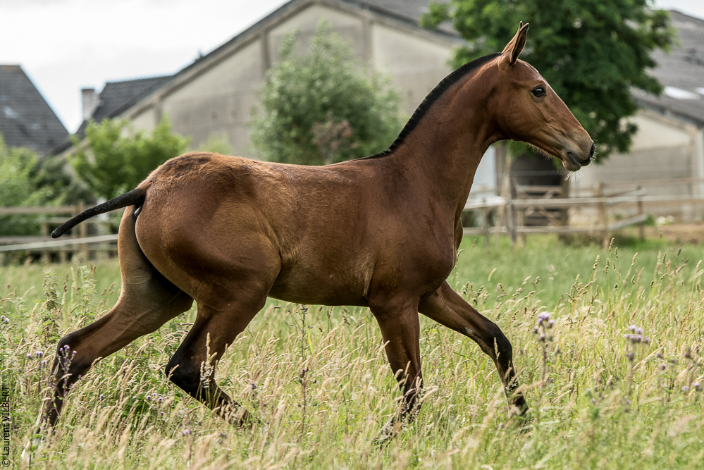 do Luar 20200705-0679